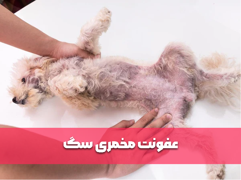 عفونت مخمری سگ